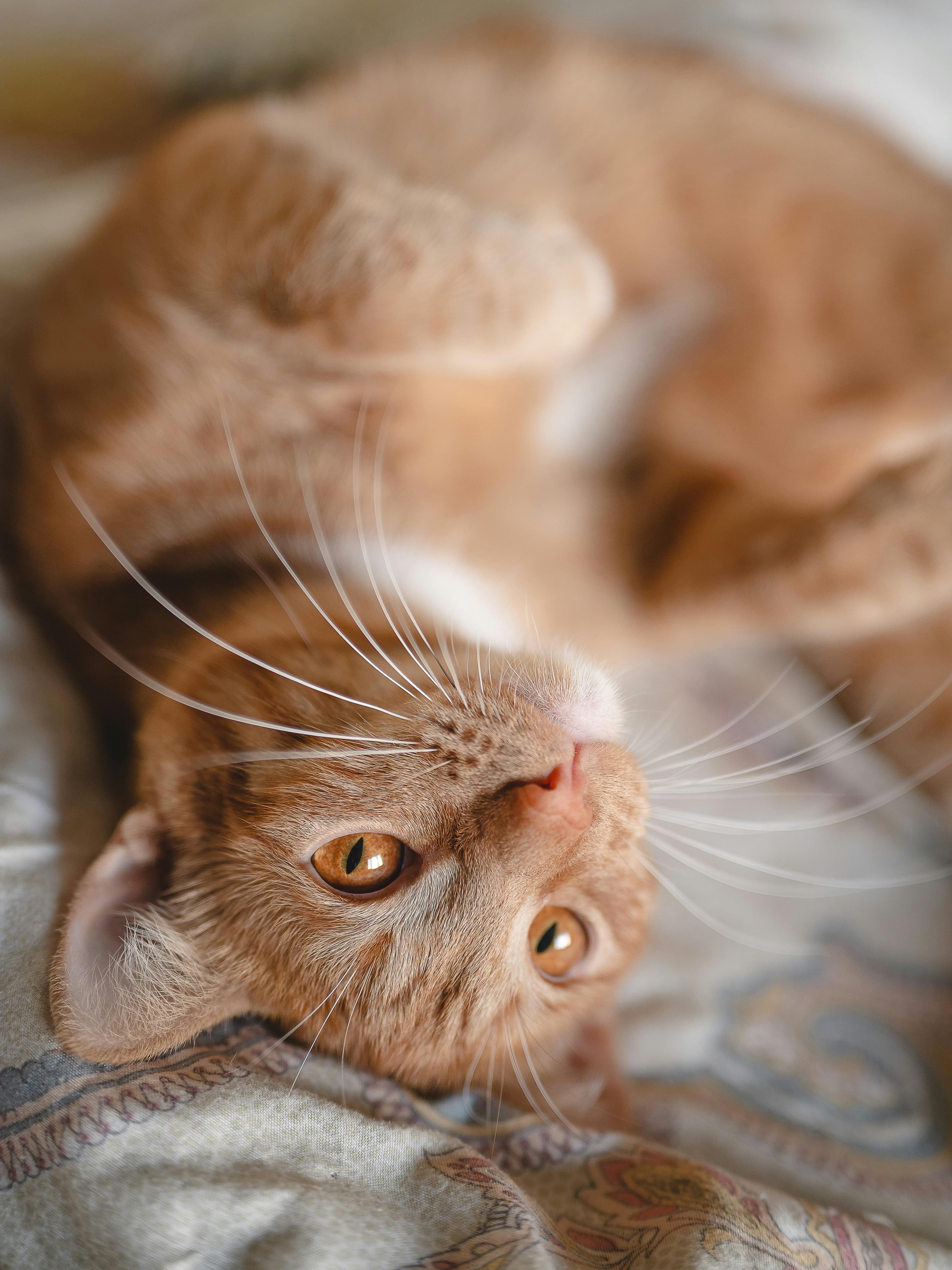 Chat roux attentif — L'Arc Canin